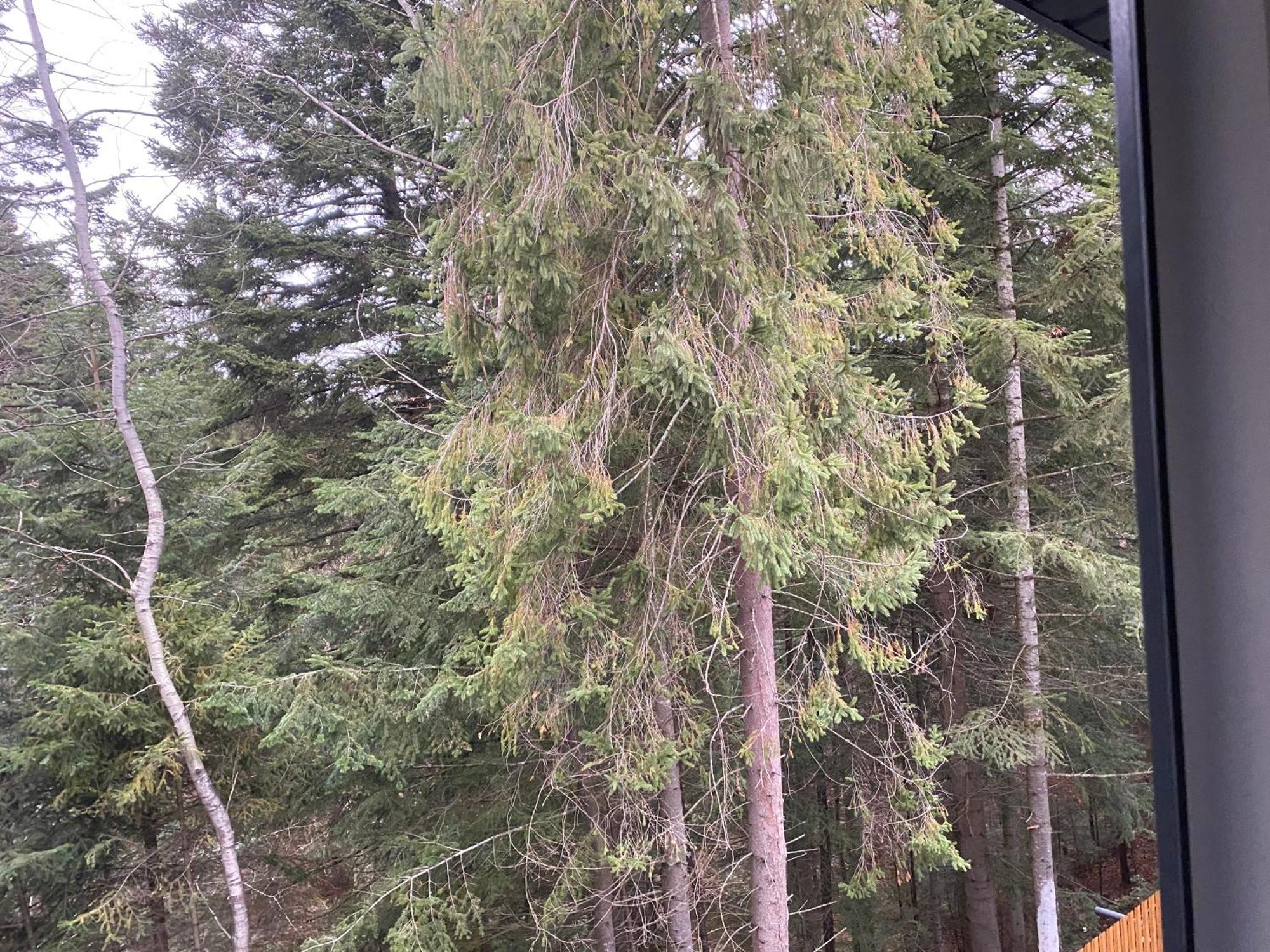 Skhidnytsia Феєрія Лісу 아파트 호텔 외부 사진